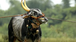 Haveri Annadata furious bull Decoration Bail pola Hori habba jallikattu [upl. by Enovi]