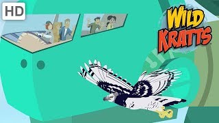 Wild Kratts  Disturbance In The Creature World  Kids Videos [upl. by Tory493]