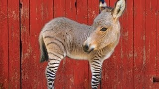 THE ZONKEY  HYBRID ANIMALS [upl. by Gaylene]