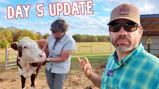 Is Our New Cow Loving or Hating the Farm 5Day Update [upl. by Yldarb63]