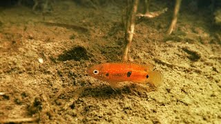 Red Jewel Cichlid guarding fry in nature [upl. by Fleeta]