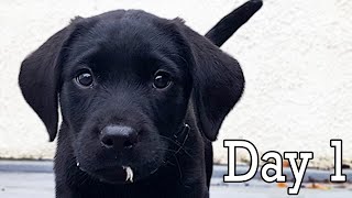 Black Labrador Puppys FIRST DAY HOME SUPER CUTE [upl. by Poree8]