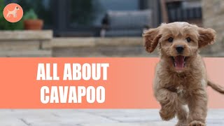 Cavapoo Poodle And Cavalier King Charles Spaniel Mix Everything You Need To Know [upl. by Theis236]