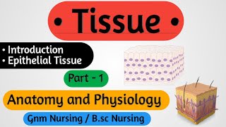 Tissue In Hindi  Tissue Anatomy And Physiology  Epithelial Tissue [upl. by Ayahc]