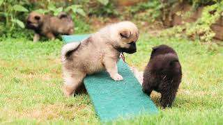 Eurasier puppies 45 weeks old [upl. by Nuawed]