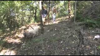 Dogs101 lagotto Romagnolo Rare breed [upl. by Lody]