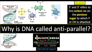 Why is DNA called antiparallel 🧬 [upl. by Peder818]