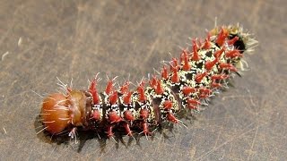 Gonimbrasia zambesina  Aus der berühmten Gattung essbarer Insekten Afrikas [upl. by Ennaeel]