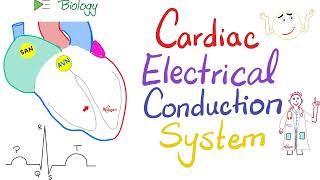 Cardiac Electrical Conduction System  SA node AV node Hiss Bundle Purkinje fibers  Physiology [upl. by Waiter926]