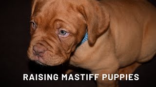 Mastiff Puppies  Your Mastiff Puppy Guide [upl. by Claudetta]