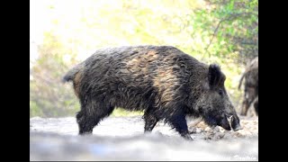 Chasse aux gros gibiers en battue  Sanglier Cerf Chevreuil Fin de saison 20182019 [upl. by Anas9]