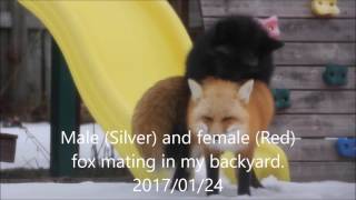 A Silver Fox and a Red Fox mating in my backyard [upl. by Coltin]