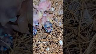 Do you know these ugly birdsshorts animals birds rescue [upl. by Inava]