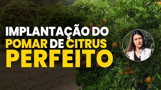 COMO IMPLANTAR UM POMAR DE LARANJA MEXERICA E LIMÃO DA FORMA CORRETA [upl. by Borchers]