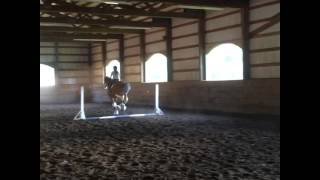 OAKWOOD THISTLES GUINNESS  Purebred Clydesdale Stallion First Jumping Lesson Ever [upl. by Bord]