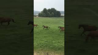 Horses trotting [upl. by Lauralee]