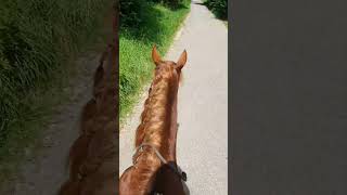 Toller Ausritt 🥰 horse [upl. by Latea]