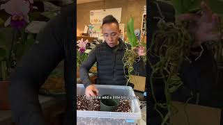 How to Repot Your Orchid [upl. by Kellina141]