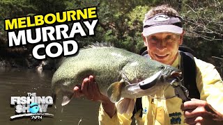 Melbourne Murray Cod [upl. by Lightfoot]