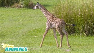 Baby Giraffe🦒 Disney Animals Disney Junior [upl. by Rivalee]