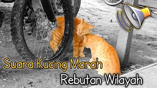 suara kucing marah rebutan wilayah [upl. by Wendalyn996]