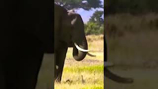 WILD ANIMAL VIDEO Documentary [upl. by Baker]