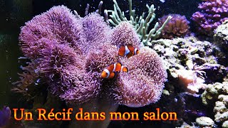 Récifal Méthode Berlinois  un Récif à la maison  Aquarium Eau de mer [upl. by Parnas]