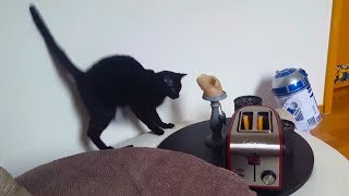 Cats vs Toasters [upl. by Obola]