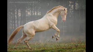 Akhal Teke  Raza de Caballo [upl. by Ahsaet690]