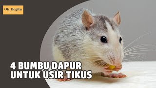 Cara Mudah Usir Tikus dengan Bumbu Dapur [upl. by Agretha]