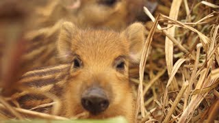 Cuccioli di cinghiale in Toscana [upl. by Andria]