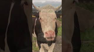 Le CRI de la VACHE  vache animals ferme [upl. by Haskel]