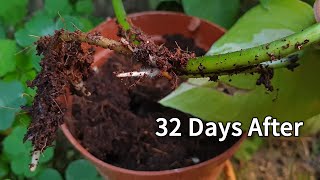 How to propagate Pothos  Propagating Pothos  Easiest methods of propagation of Pothos [upl. by Vevina827]