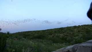 Carlsbad Caverns National Park Bat Flight Amphitheater New Mexico USA [upl. by Eilla]