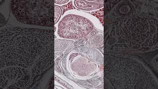 Mastering Tissue Embedding in Histology Proper Tissue Orientation [upl. by Oigroeg687]