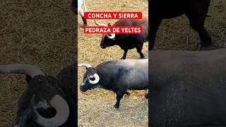 Toros de CONCHA Y SIERRA y PEDRAZA DE YELTES  15septiembre2024  Las Ventas [upl. by Clauddetta]