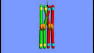 Meiosis  Crossing Overmpg [upl. by Merril226]