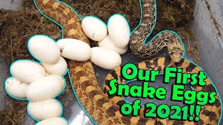 The First Bullsnake Eggs of the Year Stripeys Clutch [upl. by Aicelf]