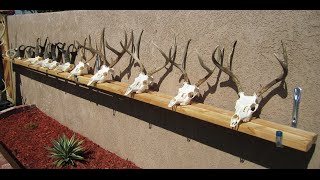 HOW TO CLEAN A DEER SKULL EASY PROFESSIONAL METHOD [upl. by Nayek]