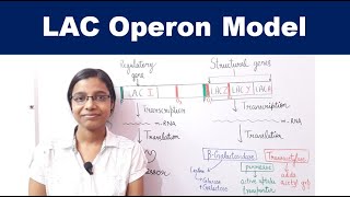 lac operon  Gene Regulation in Prokaryotes  AllAboutBiology [upl. by Anaig17]