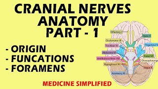 Cranial Nerves Anatomy  Cranial Nerves and their Functions  Part 1 anatomy medicine [upl. by Hanimay]