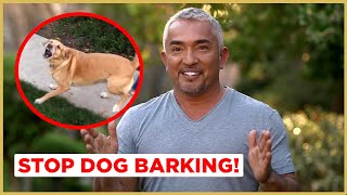 How to Stop Dog Barking  Cesar 911 [upl. by Aiuqenehs]