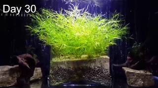 Easiest NO CO2 Aquarium Plant for Beginners After 30 days growth [upl. by Helman]