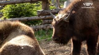 Wisent Wildnis am Rothaarsteig HD [upl. by Yelah]