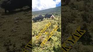 Simi white Yak Vs Pure Black Yak Fighting animalslover wildlife animalshots nature viral [upl. by Ireg]