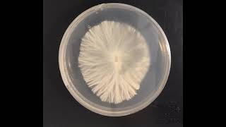 Best mushroom time lapse 14 day mycelium Petri dish grow beautiful hyphae and full plate magic [upl. by Sheehan]