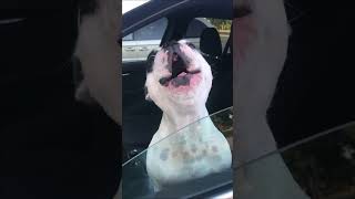 Dog Sings Opera For Owner In Car [upl. by Emanuele]