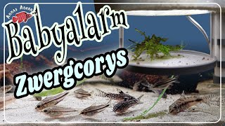 Nachzucht bei den Zwergpanzerwelsen  welche Corydoras vermehren sich denn da [upl. by Enelyk]