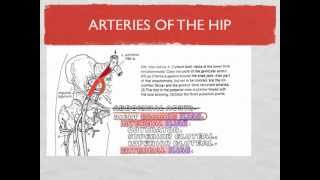 Lower Limb Blood Vessels [upl. by Elag]