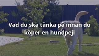 Hundpejl bäst i test 2024 Köpguide [upl. by Yelich]